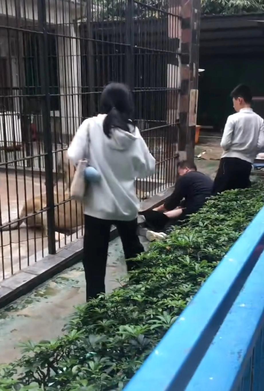 动物园惊魂一幕！差点酿成大祸！一个小朋友想喂狮子，因为个子太小，在护栏外面够