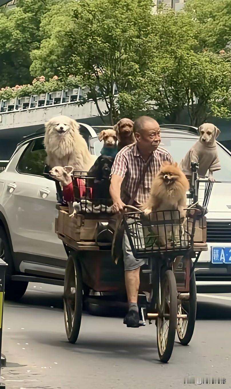 这是一个真正喜欢狗的老人，养了这么多的狗，粗略的数了一数，好像是六只，如果没有点