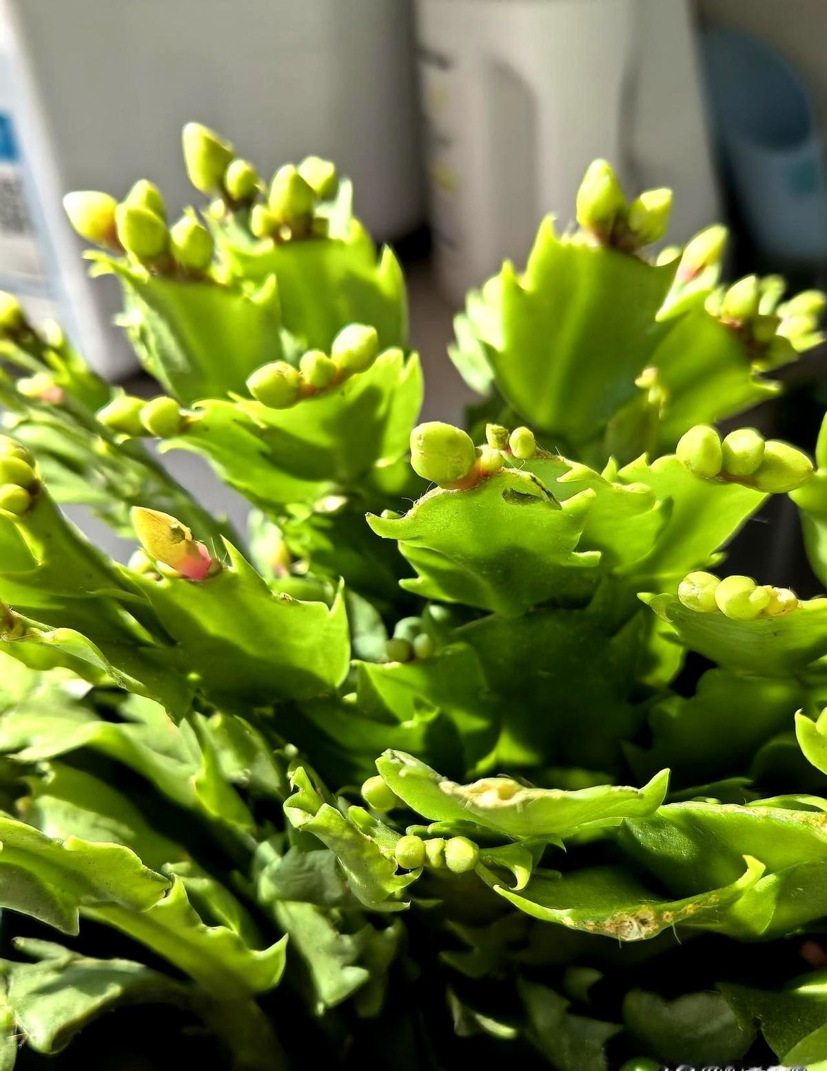 有没有懂行的友友帮我看看，这种蟹爪兰算不算正常？在某宝上买了几盆蟹爪兰，每一片