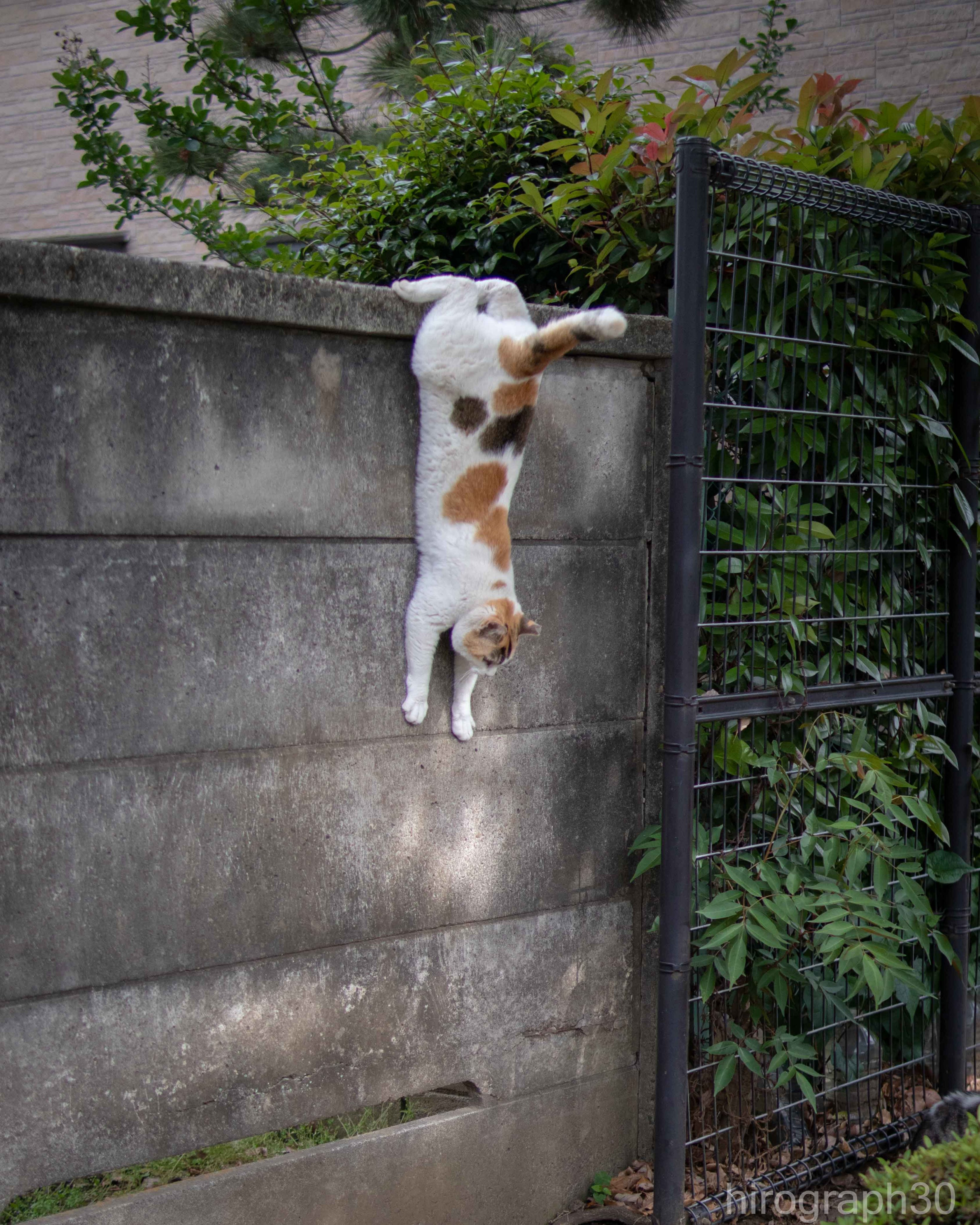 速降猫猫​​​