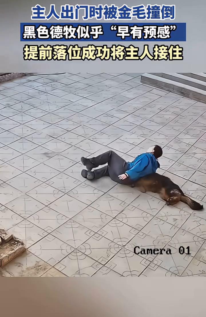 主人出门时被金毛撞倒，黑色德牧似乎