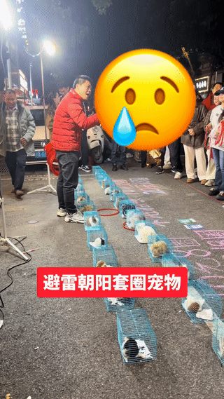 女子在地摊上花钱玩宠物套圈游戏。她好不容易套中一笼小兔子🐰结果地摊老板却耍