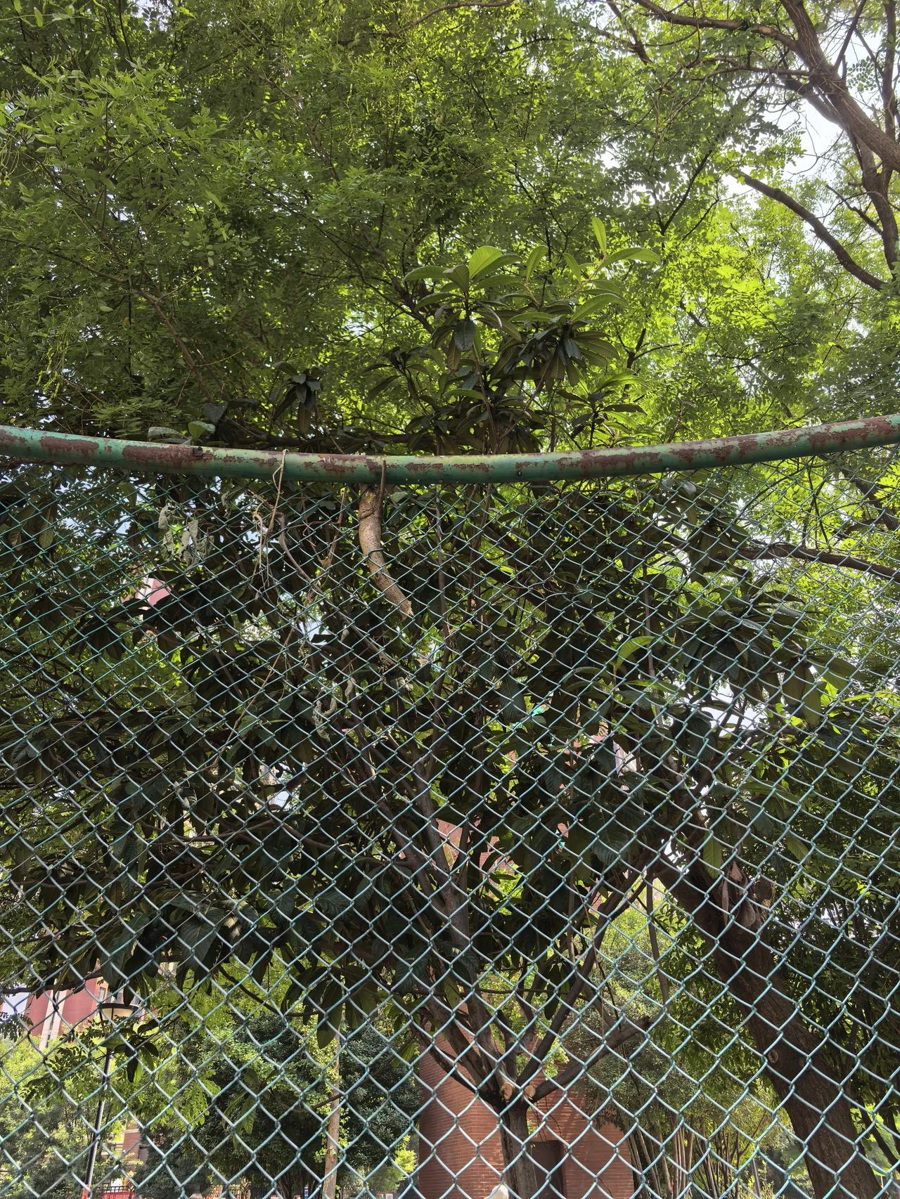 生命之顽强，都在抱怨环境不好，不能改变的时候就穿透它