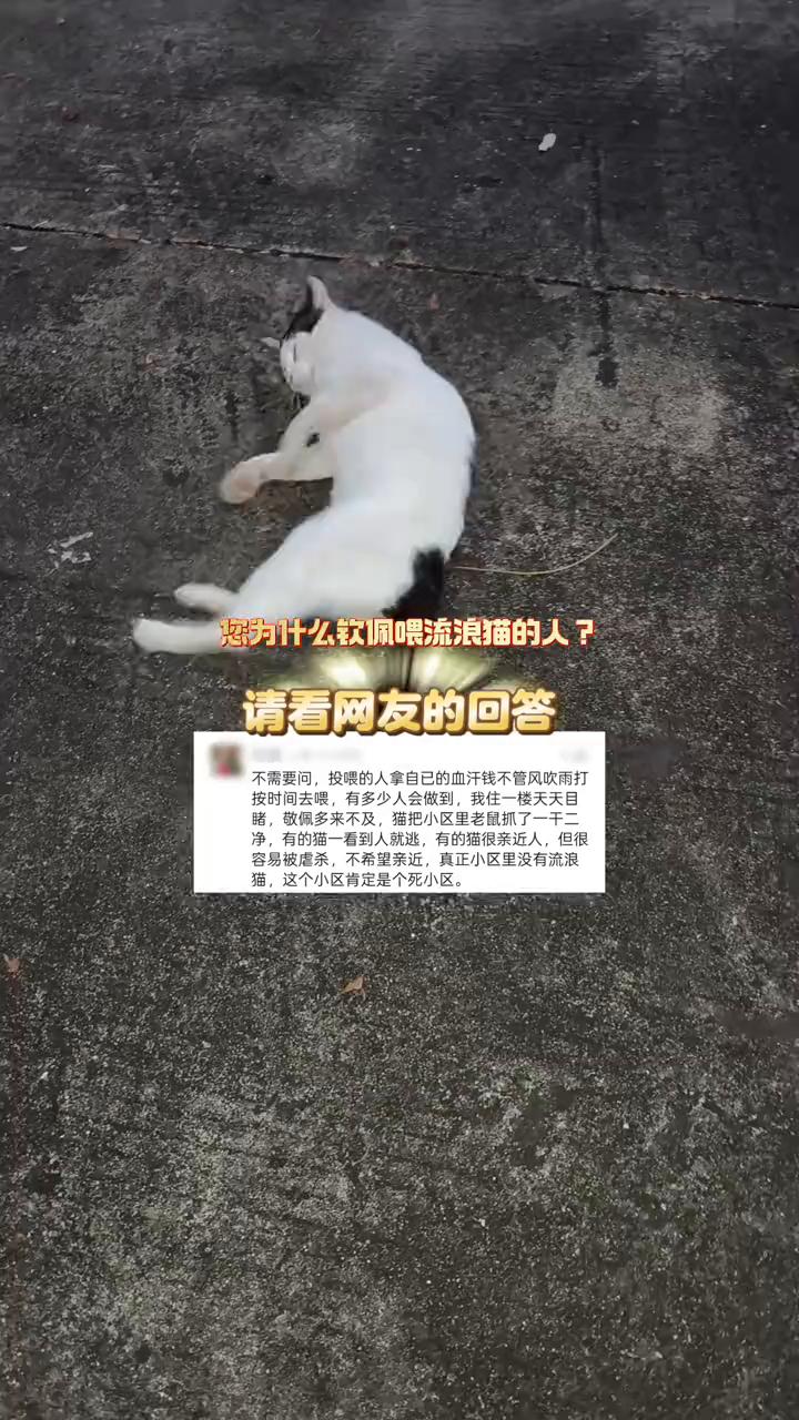 您为什么软佩喂流浪猫的人？请看网友的回答。不需要问，投喂的人拿自已的血汗钱不管