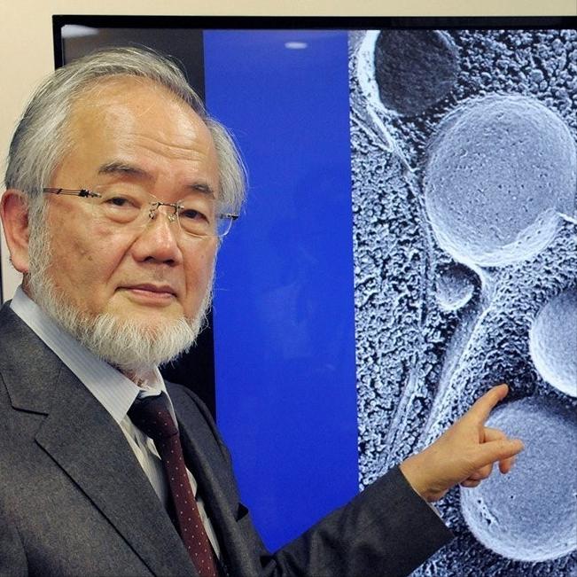 2016年日本生物学家大隅良典，因发现了饥饿时身体通过“吃掉”受损细胞来清洁自身