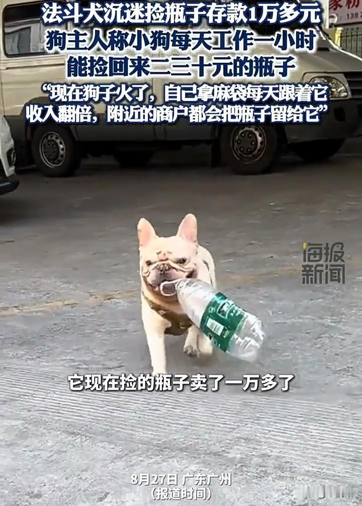 广州的这只法斗犬火了，它不爱吃不爱玩，最大的兴趣就是捡瓶子，它的主人表示，以前它