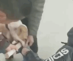 狗咬人的时候，千万不要去打狗，你越打它咬得越紧，更不要去拉扯被咬人。遇到被狗咬