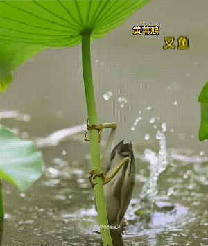 一条鱼就吃饱了!