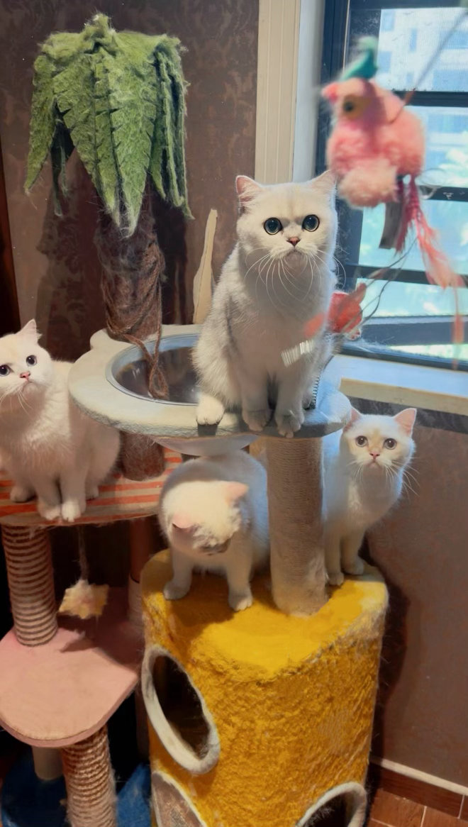 家里小朋友对猫毛过敏不知道有没有爱猫人士？愿意收留这四只小可爱…只收留一只或两只