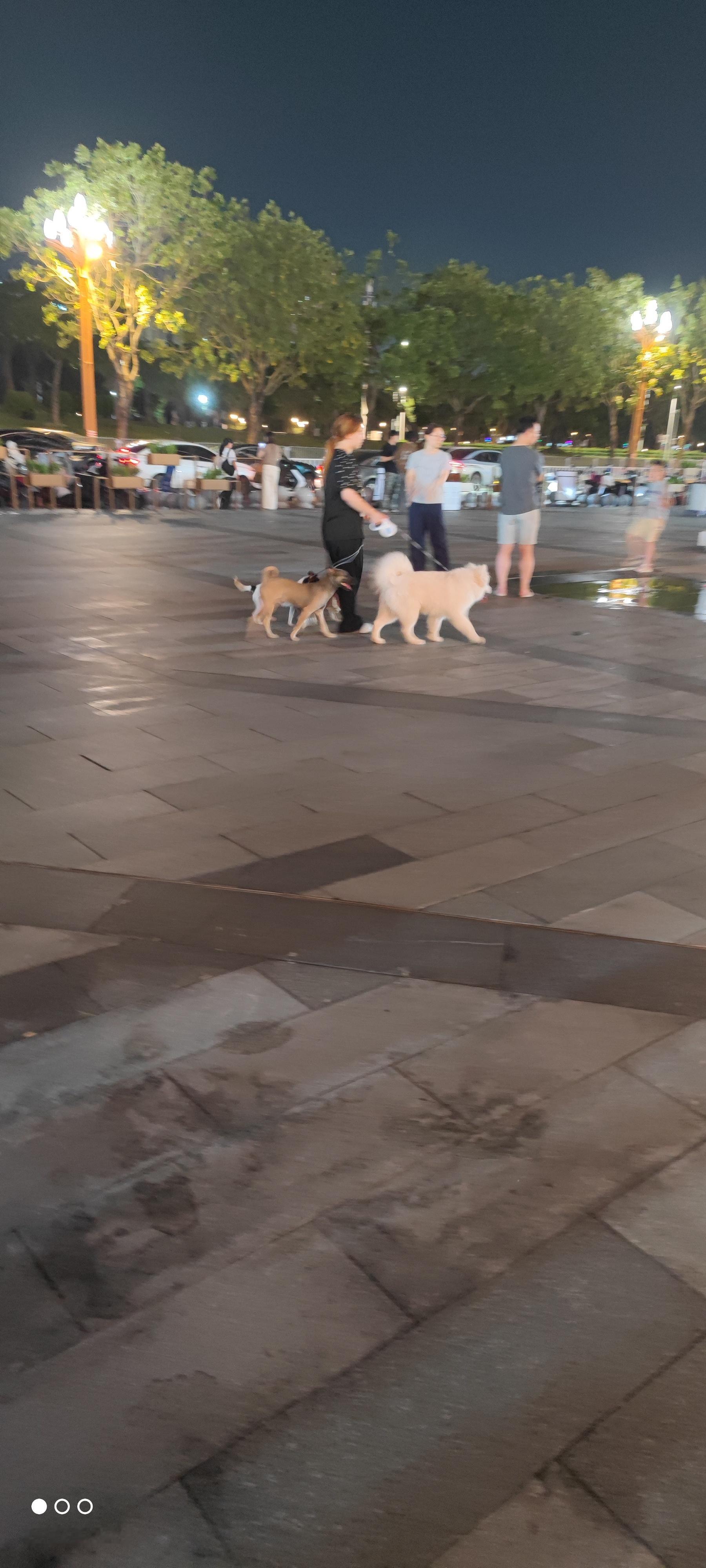 四条狗🐶（有一条很小的被挡住了）