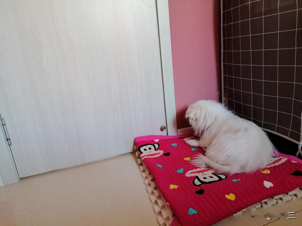 我家小狗马上就19岁。看见它的人，总是问：“你们家狗每天吃啥呀，这么长寿？”