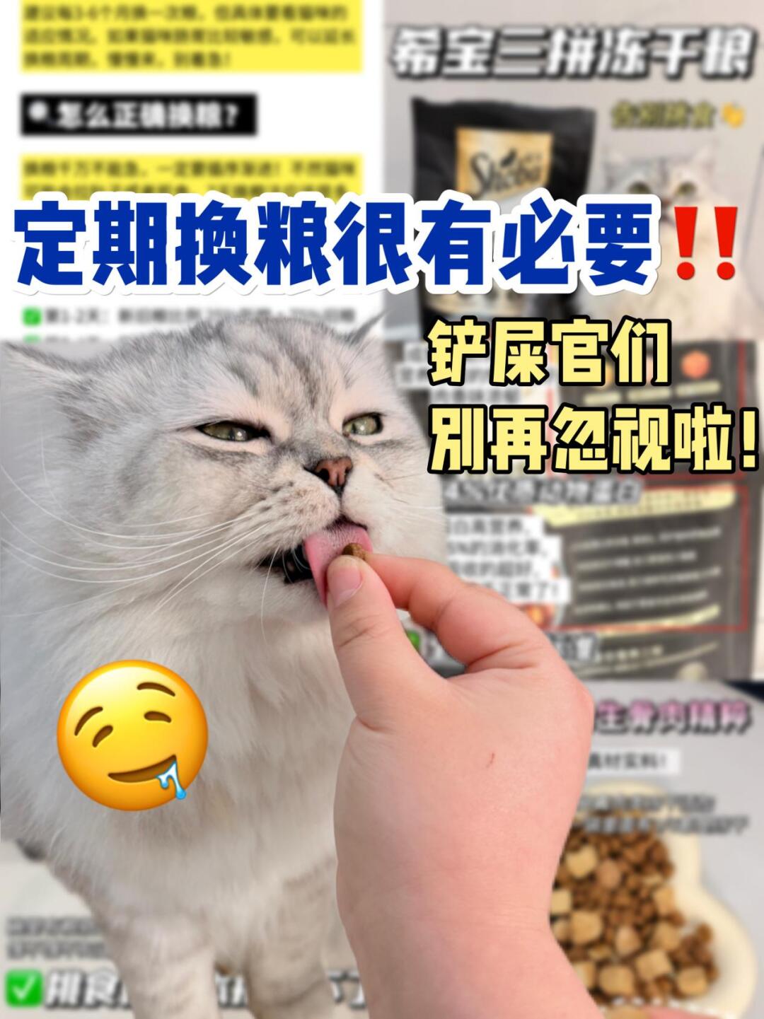 猫咪定期换粮真的很有必要‼️不要再忽视了