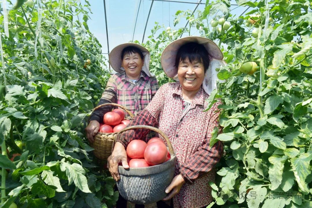 培育壮大乡村特色产业丨壶关县做强旱地西红柿产业推动传统种植全链条转型升级