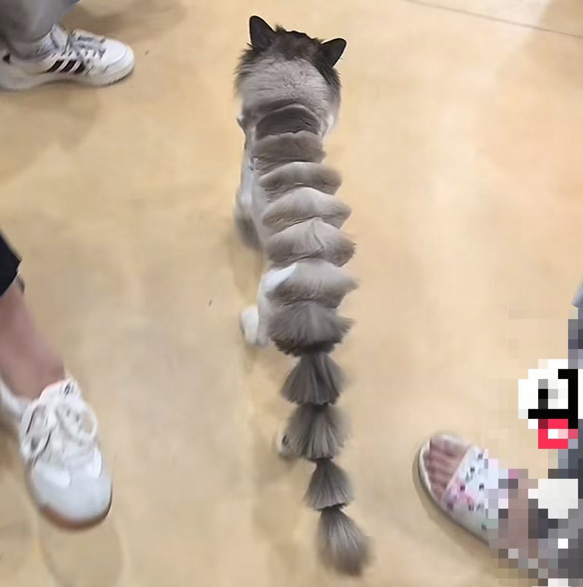 猫咪剃毛后自闭了给猫剃毛前：可爱修勾；剃毛后：愤怒猕猴桃！🥝😾​​​