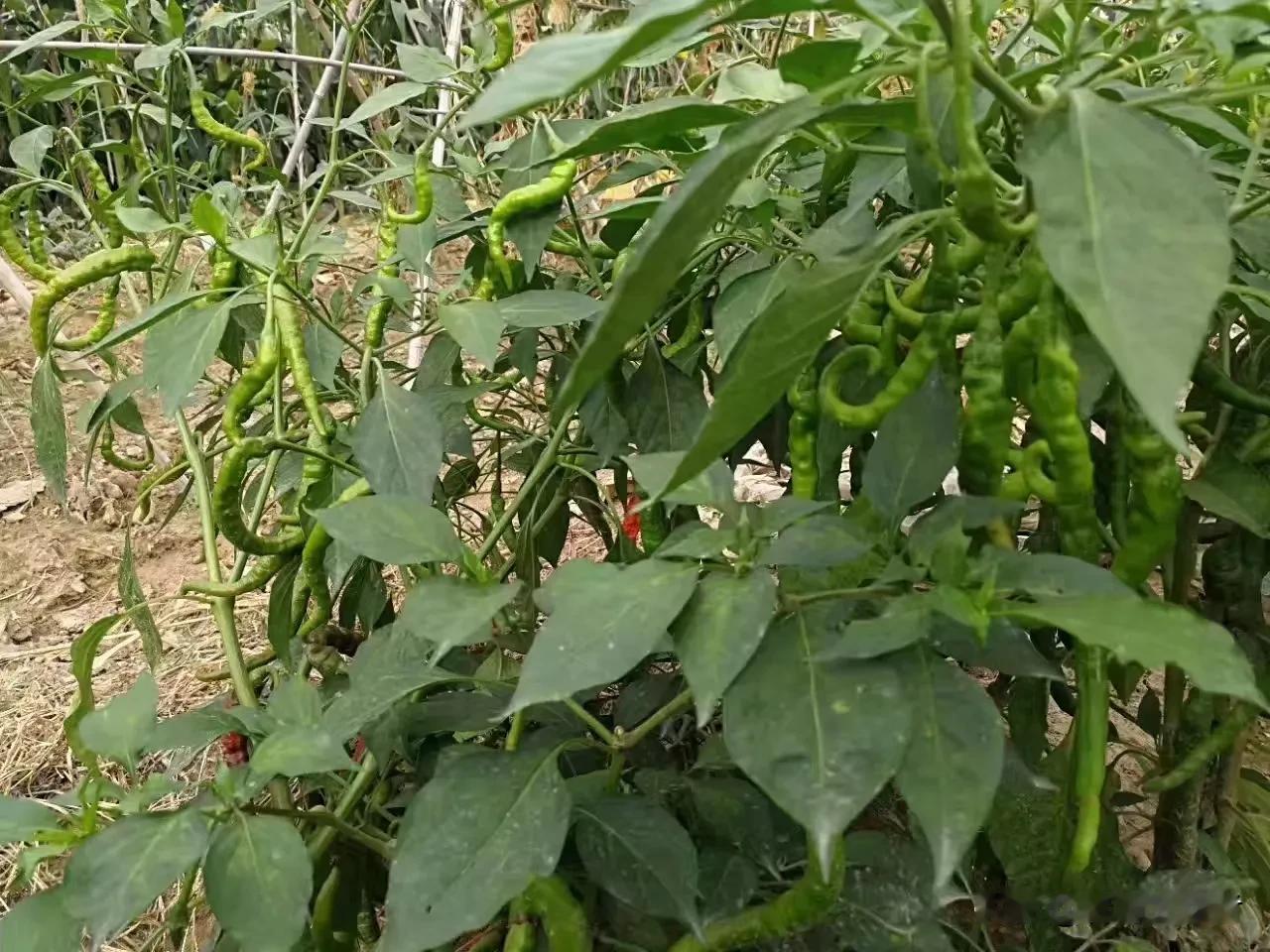 丰收的辣椒挂满枝头，绿意盎然！🌶️🌿应时蔬菜三姐妹