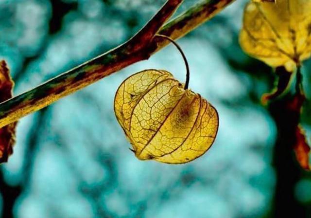 知青往事：我想当小学民办教师，大队书记却提出一个条件“我不打算让你当。”大队