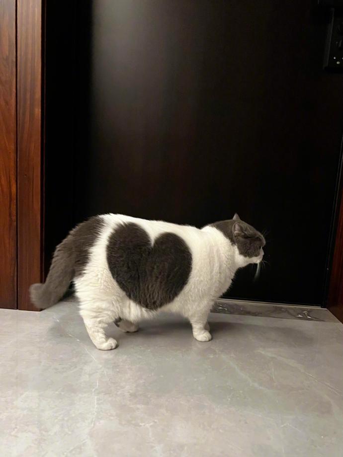 怕你没见过的心形小猫🐱