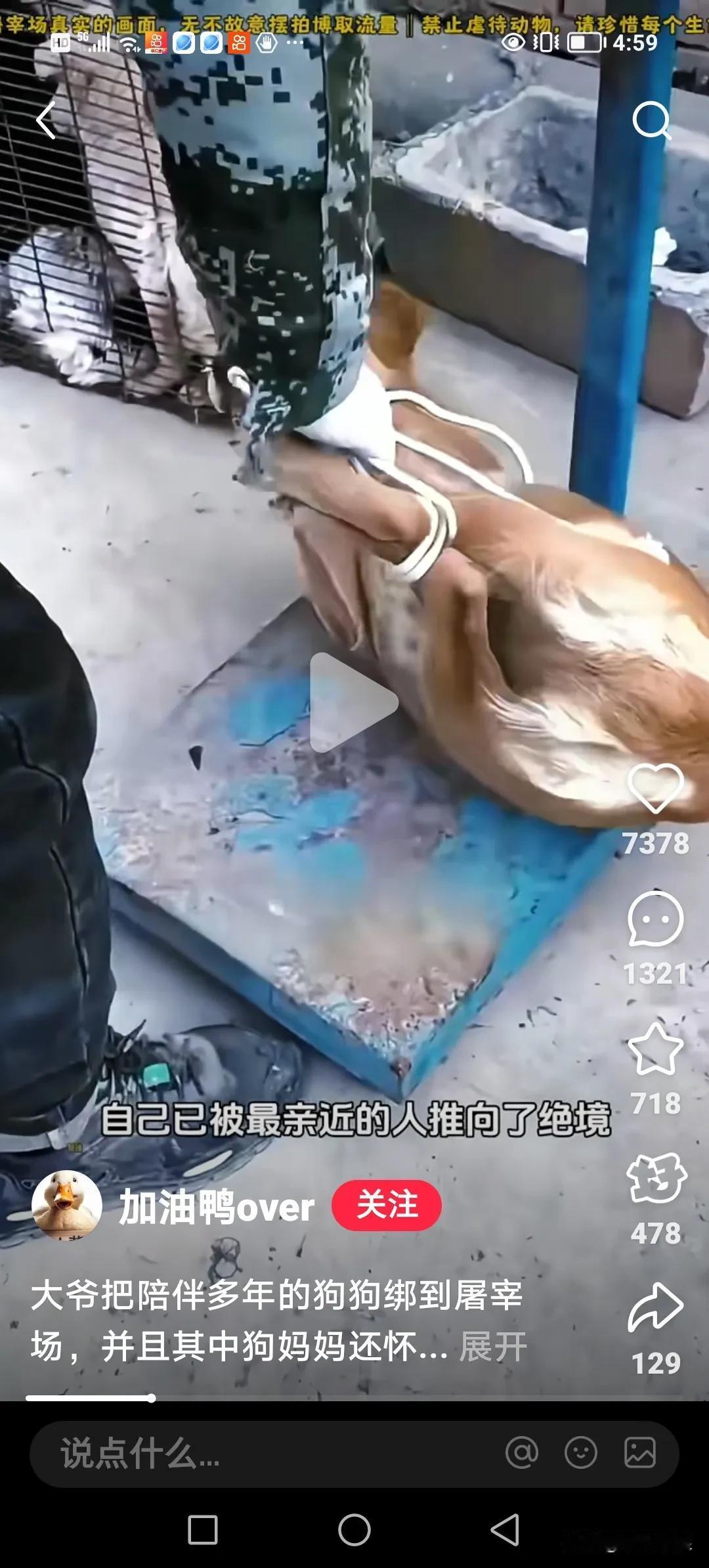 狗狗偷吃了别人家的一只鸡，那家主人找到狗主人索要赔偿。狗主人一怒之下，将狗狗五花