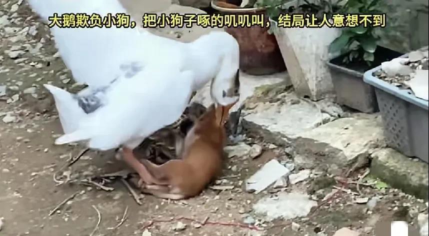 闲着没事儿我翻看了一下我家监控，这一看不打紧，看了惊掉我的下巴。就见院子里，我
