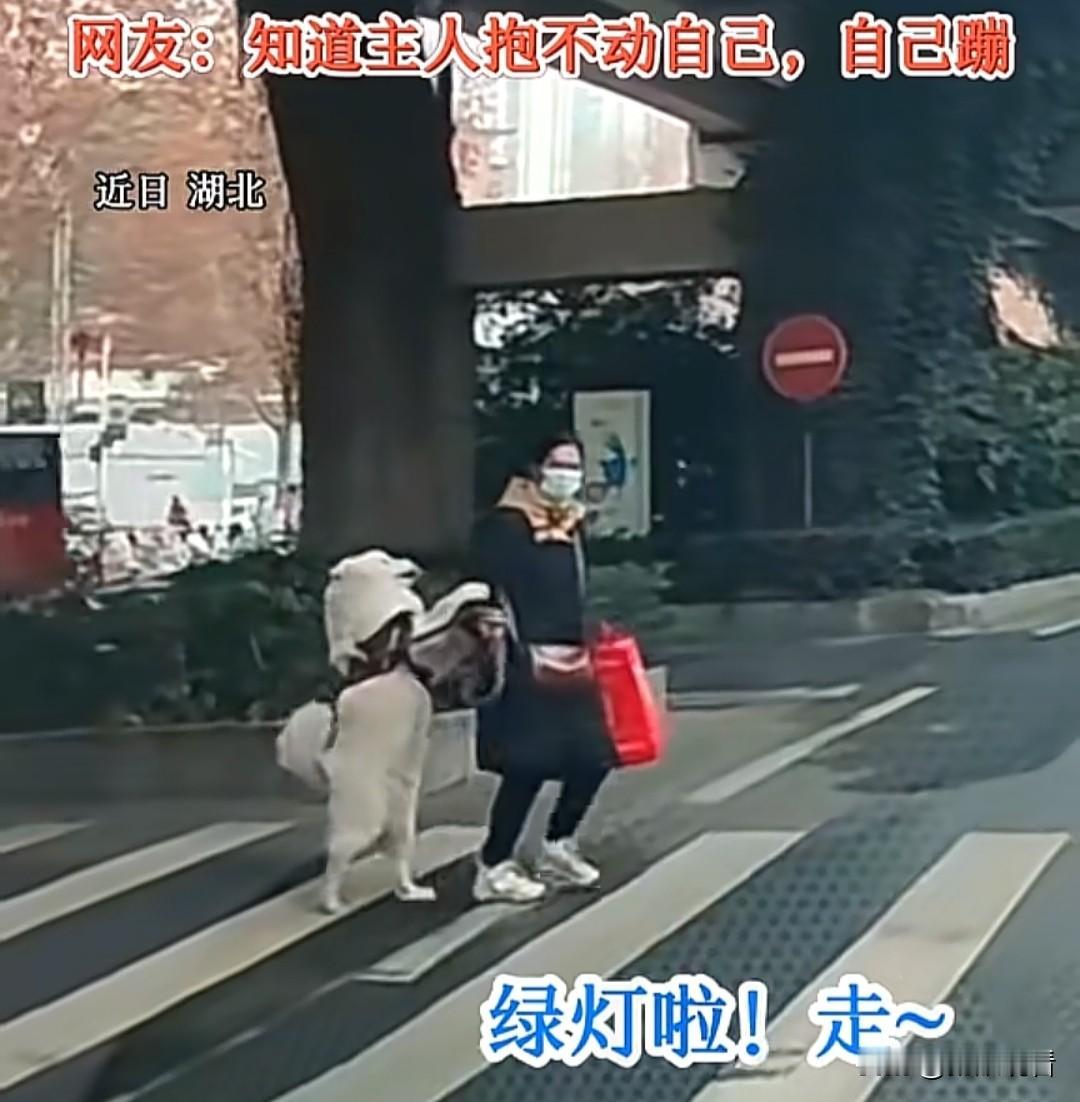 湖北萨摩耶成精了！主动牵主人手过马路🐶湖北这只萨摩耶也太会了吧！过马路居