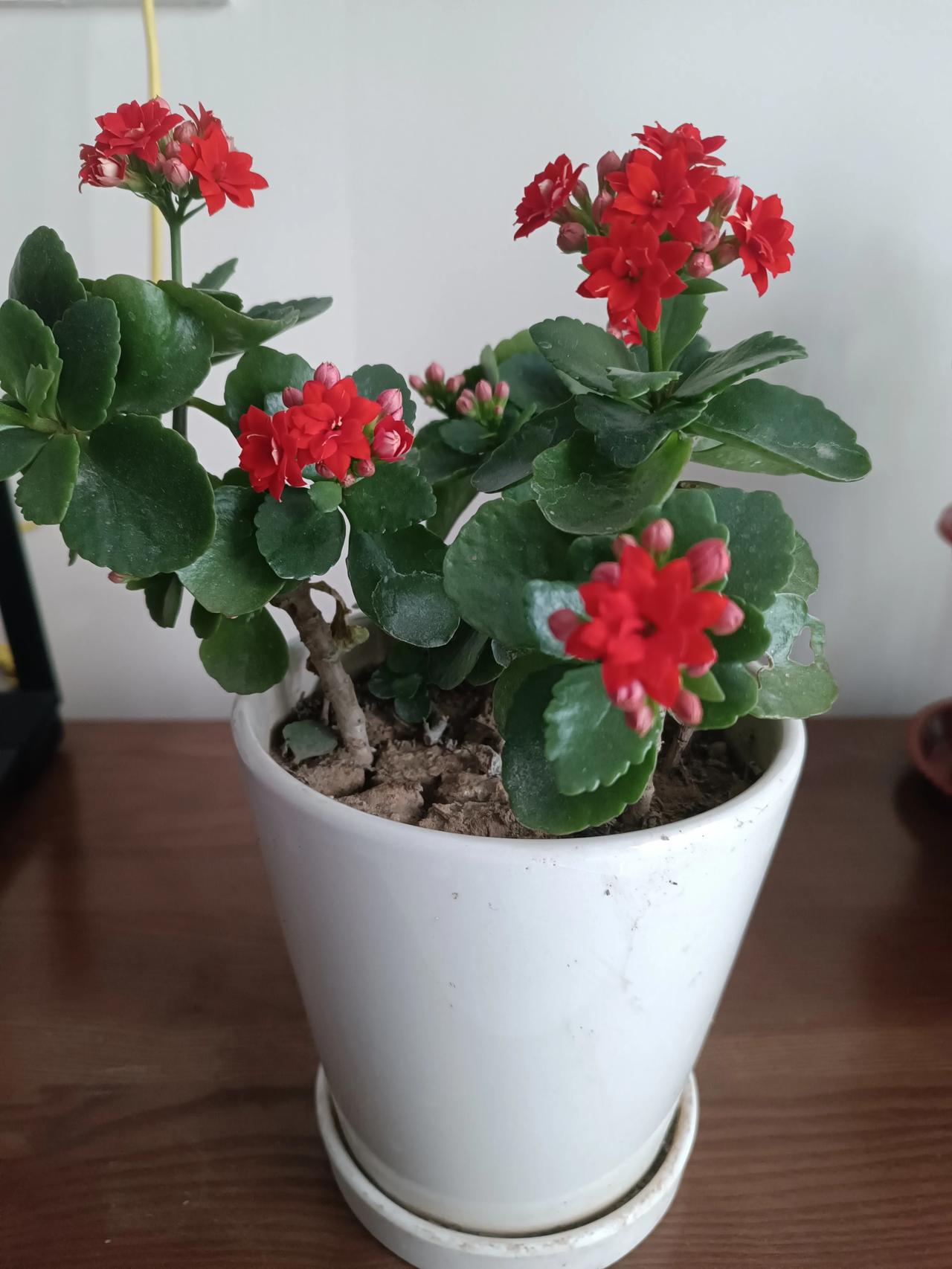 长寿花开爆盆的秘诀，抓准5点，年年开花不断！🌸1️⃣光照是花量的关键，每