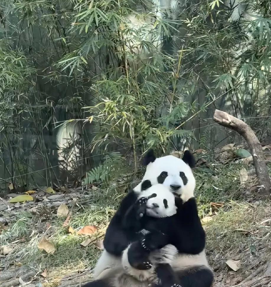 萌萌：抱起来给你们瞧瞧！我生的，我生的，完美遗传到俺的好基因！聪明伶俐又可爱！[