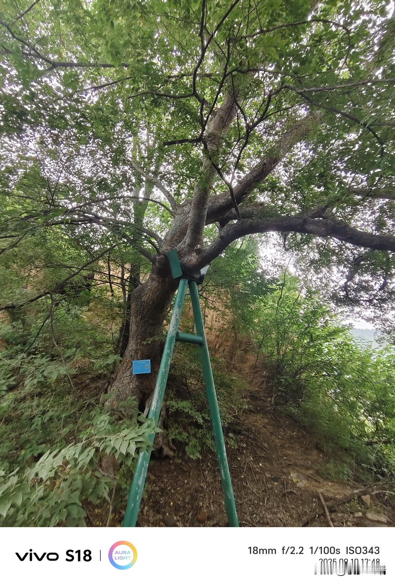 这株花榆树藏在山野的坡坳里，粗壮的枝干如老叟的臂膊，撑着满冠翠绿，把夏末的暑气滤