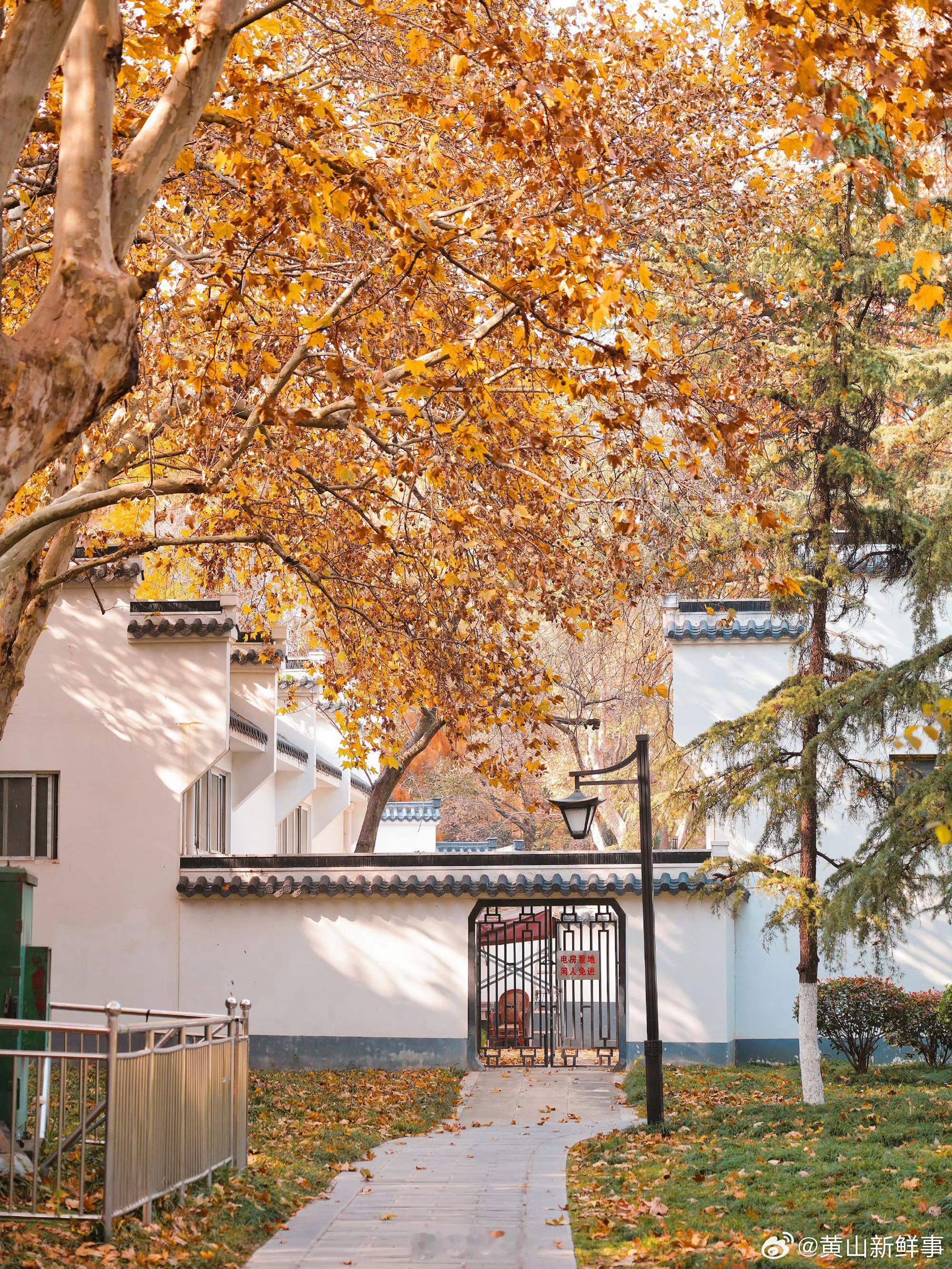 合肥古逍遥津初冬依旧是深秋的景色合肥古逍遥津初冬依旧是深秋的景色，红枫红杉林