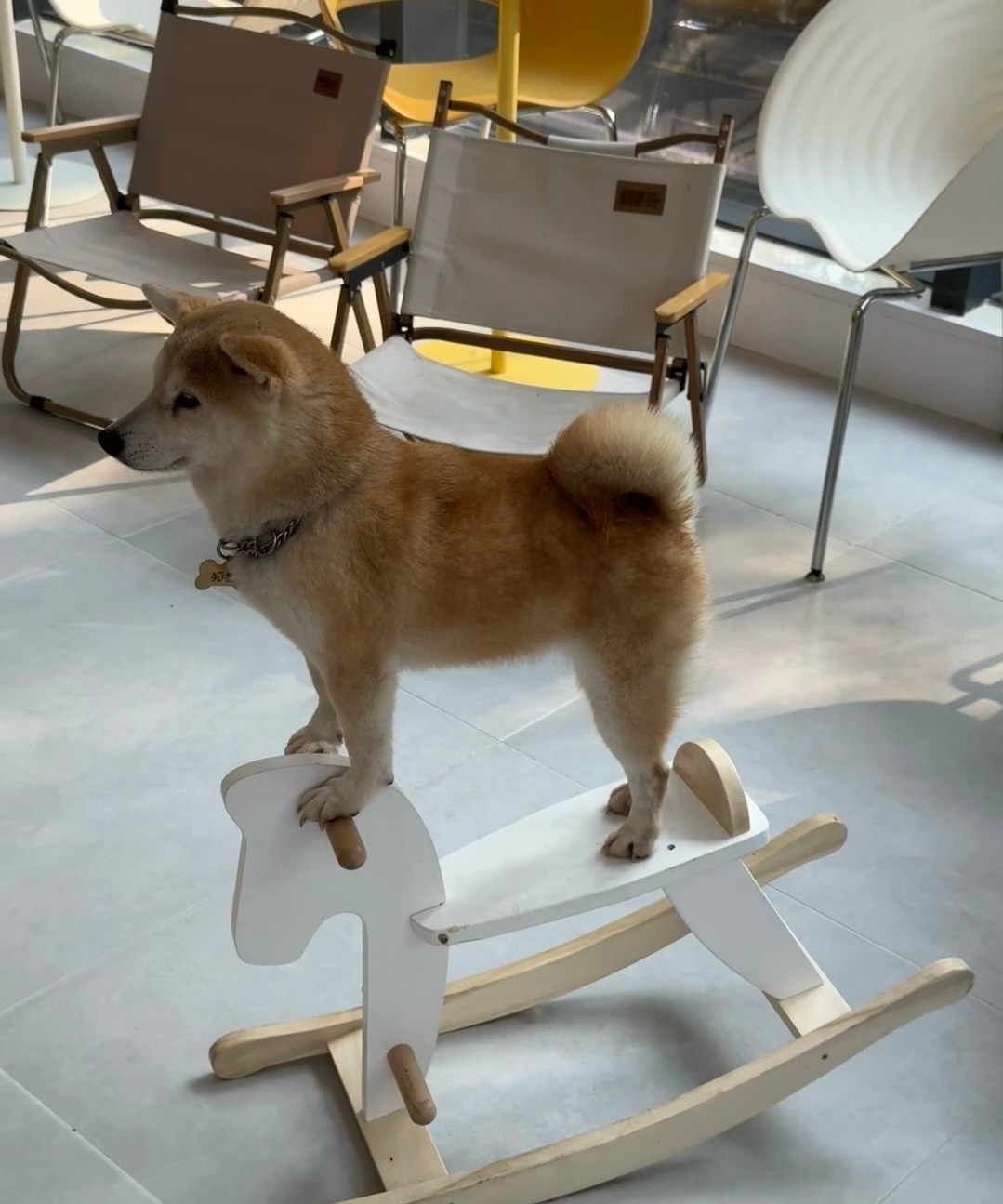 小狗：人，看我厉不厉害​​​