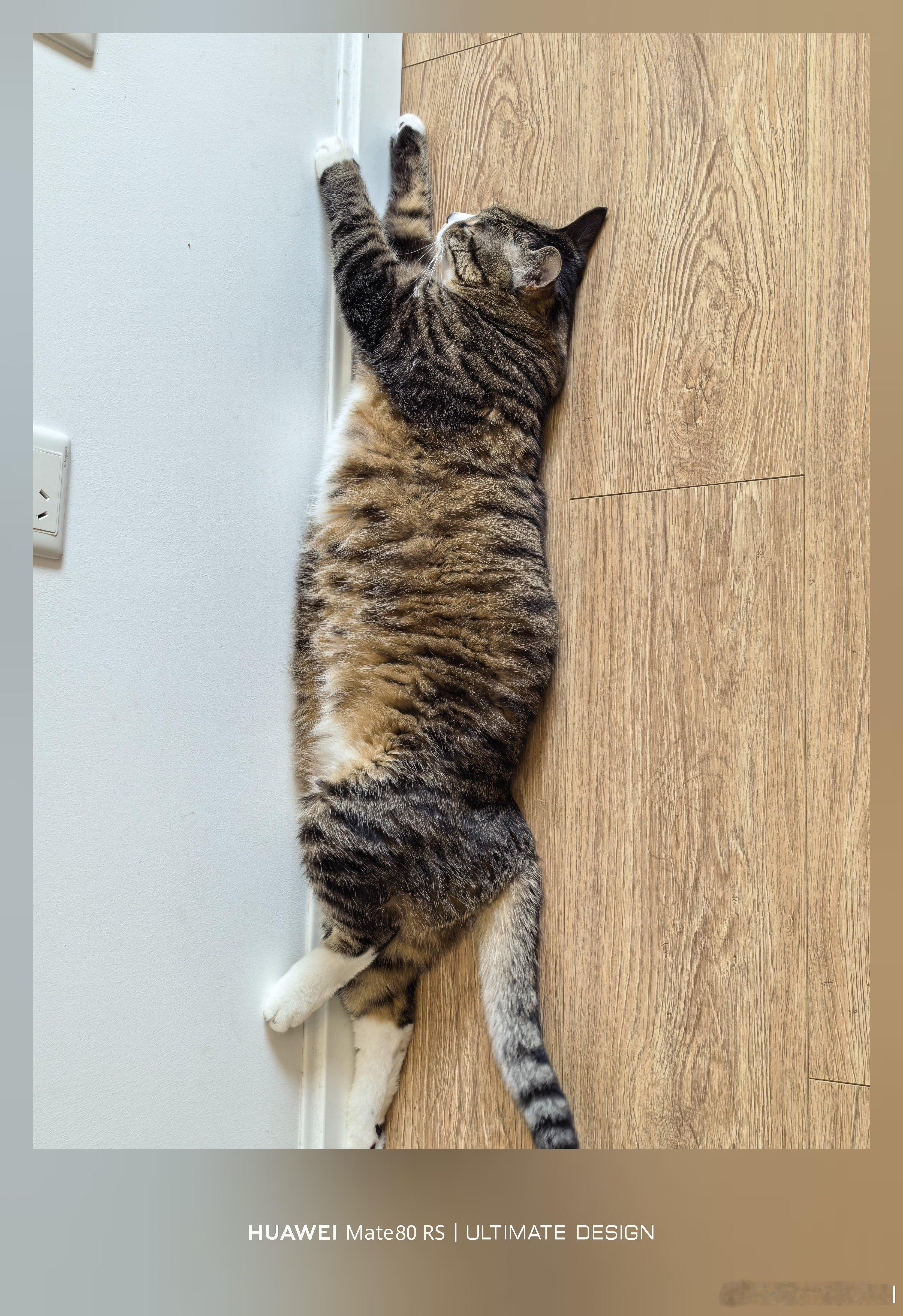 天太热了，给喵悟空热得躺地板了哈哈