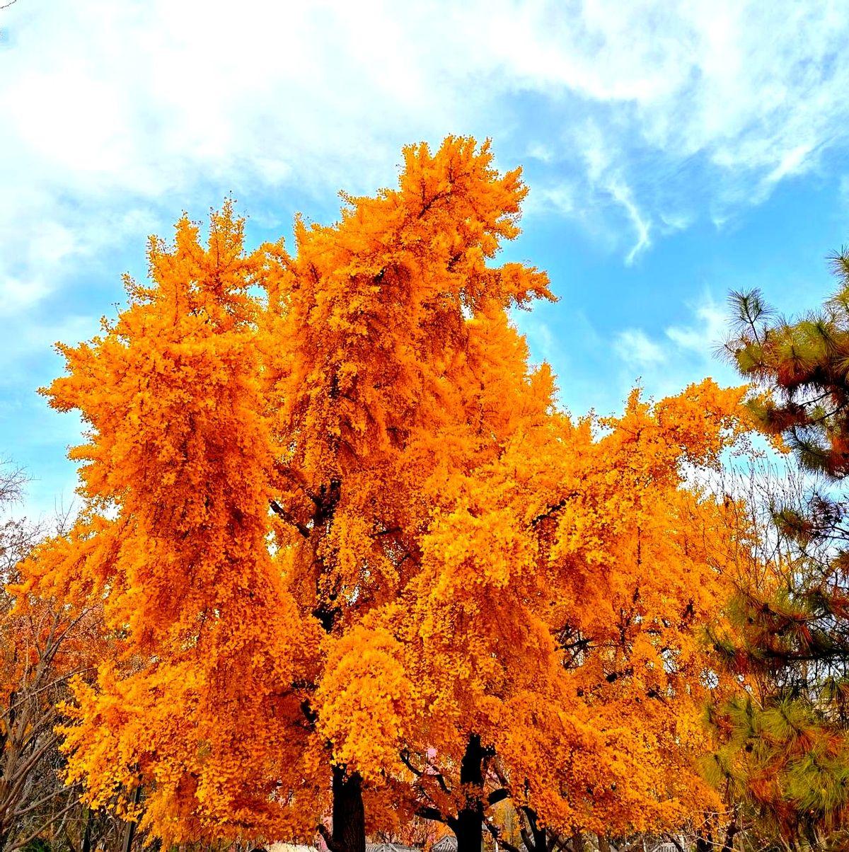 白金卡多如牛毛，没什么值得炫耀的。其实机场VIP贵宾室和航班机组最烦的就是白金
