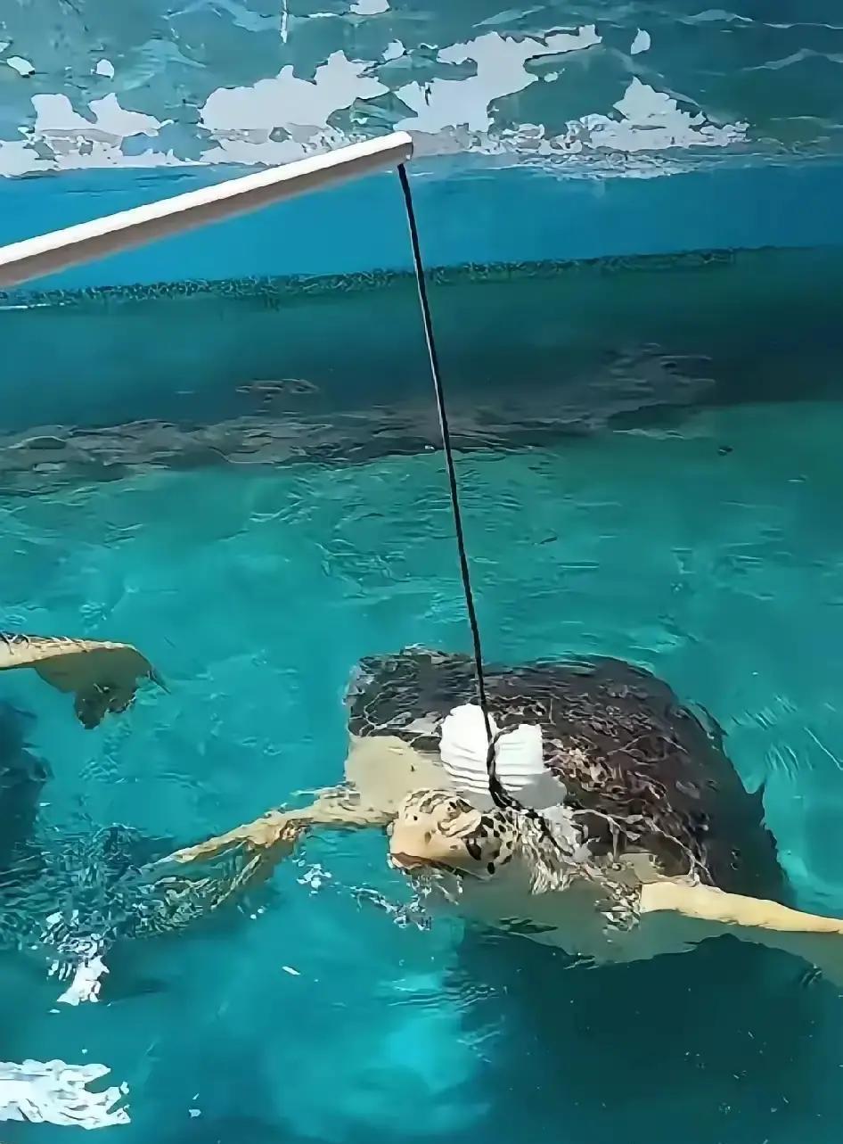 汪小菲“消失”？酸辣粉卖到一半，他突然停播、换头像，只留下那三个字！3号还在