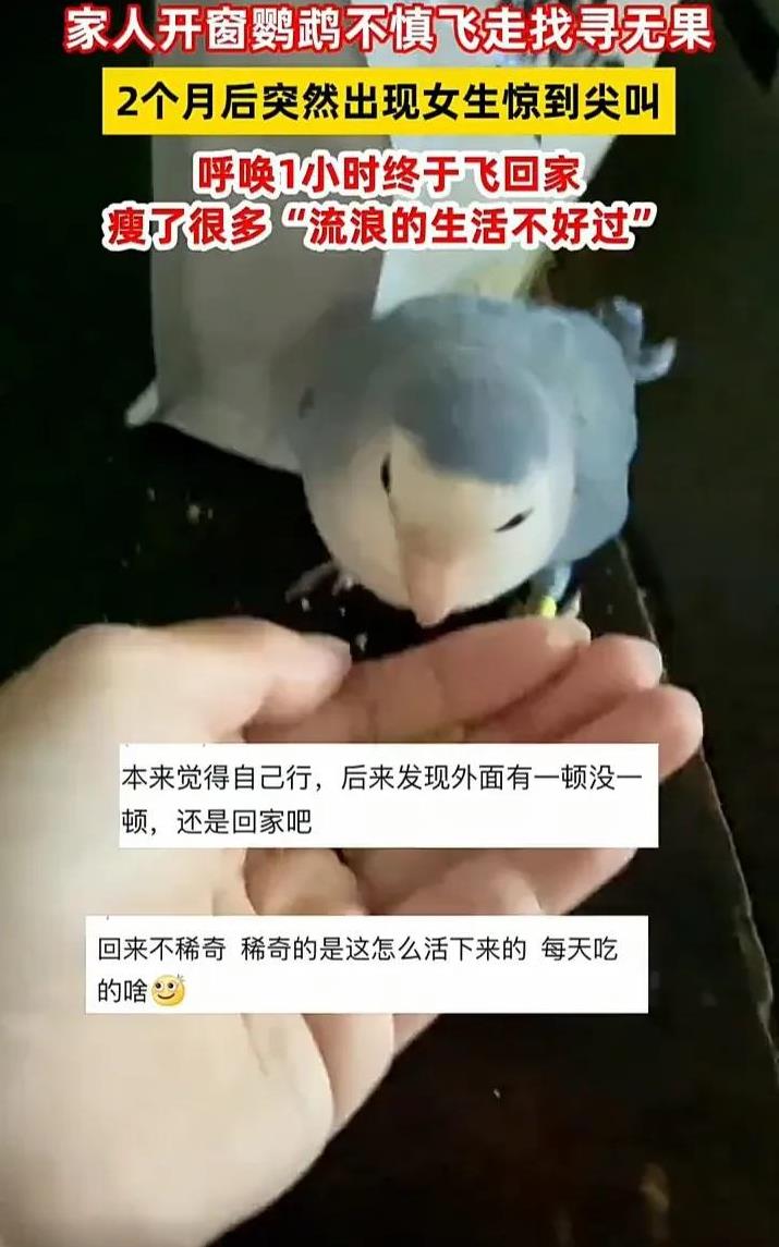 太惊喜了！6月16日，浙江杭州一名女生发视频称，自己养了一只鹦鹉，因家人不慎开窗