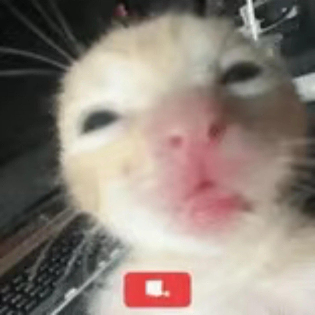 可爱表情包小猫表情包抽象表情包小猫凑凑的