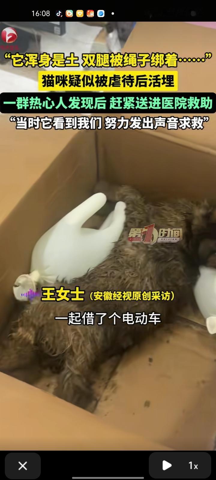 1月26日，河南郑州。女子发视频称，自己和几位朋友在高架桥上发现一只小猫咪，它浑