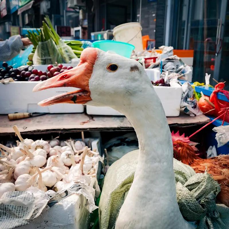 家人们谁懂啊，现在连大白鹅都这么“内卷”了！有只大白鹅跟着主人卖菜，不仅会乖乖守