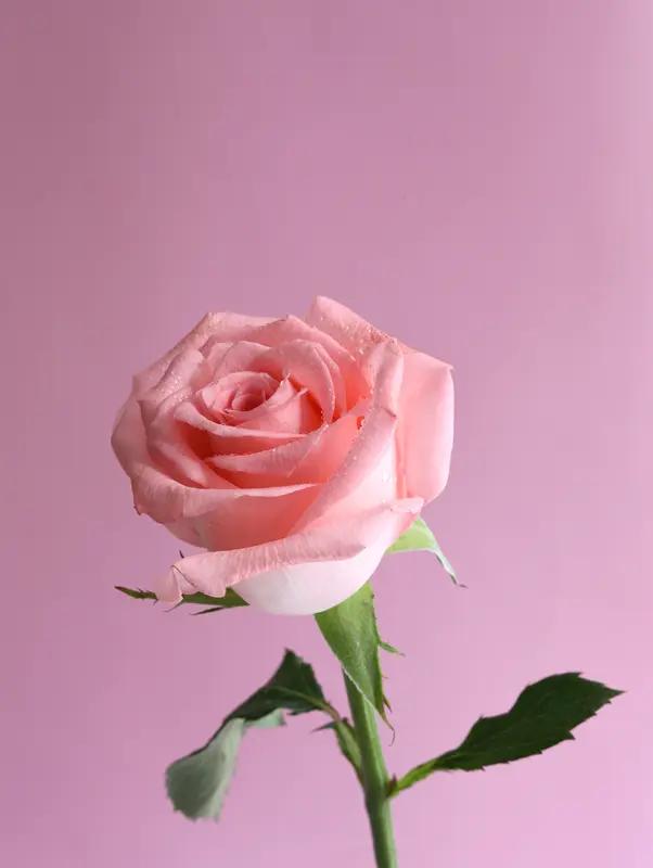 友友写的太好了，无章法就是最好的章法。不做负评，给自己给他人以“玫瑰！”?