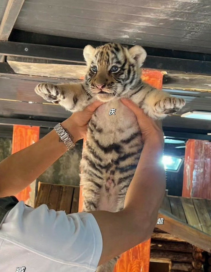 都是小猫，为啥差距挺大的？