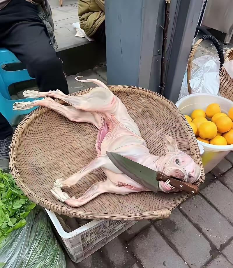 经常听人说冬天吃点狗肉好，自古狗肉不入席，大官贵人视狗为护家财神，只有落后地方民