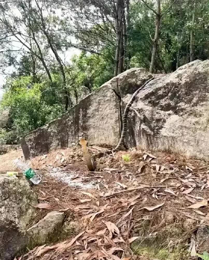 太闹心了！云南，有一位村民上山砍柴，意外的在山边发现一条大蛇，这条大蛇体型庞大，