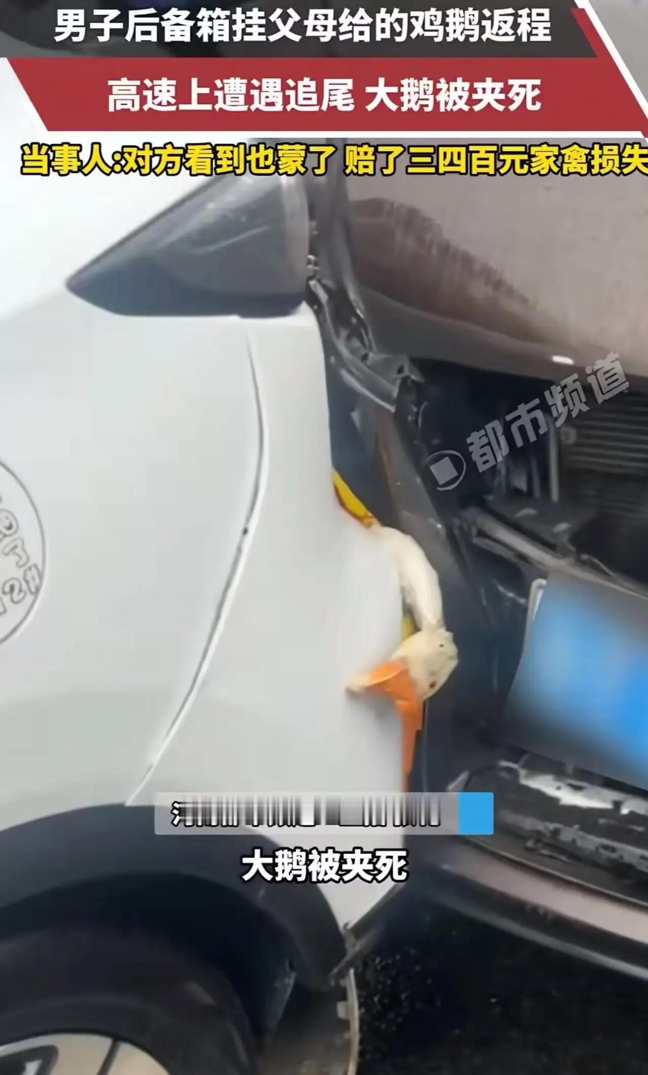 “本以为两死一伤，结果是‘俩菜一汤’！”男子高速被追尾，鸡鹅当场身亡，对方赔了钱
