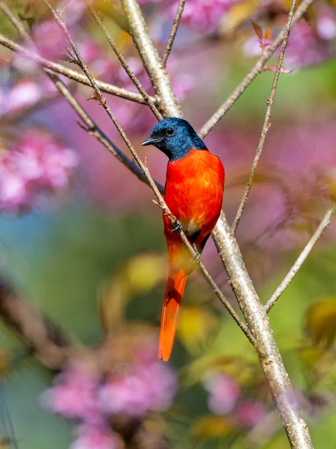 短嘴山椒鸟在云南樱花下穿梭
