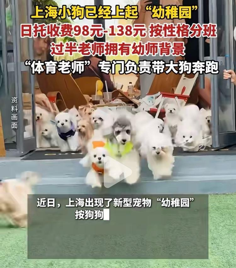 夸张了，上海的狗都开始朝九晚五上幼狗园了！上海这是引领潮流了，细想来，这事挺