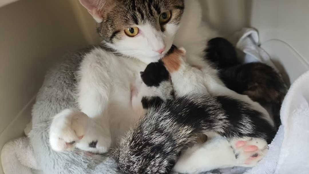 我的花园我的猫谁能理解我内心的欣喜。我的蛋妞好会生～孩子特别好看。家人趁孩子背