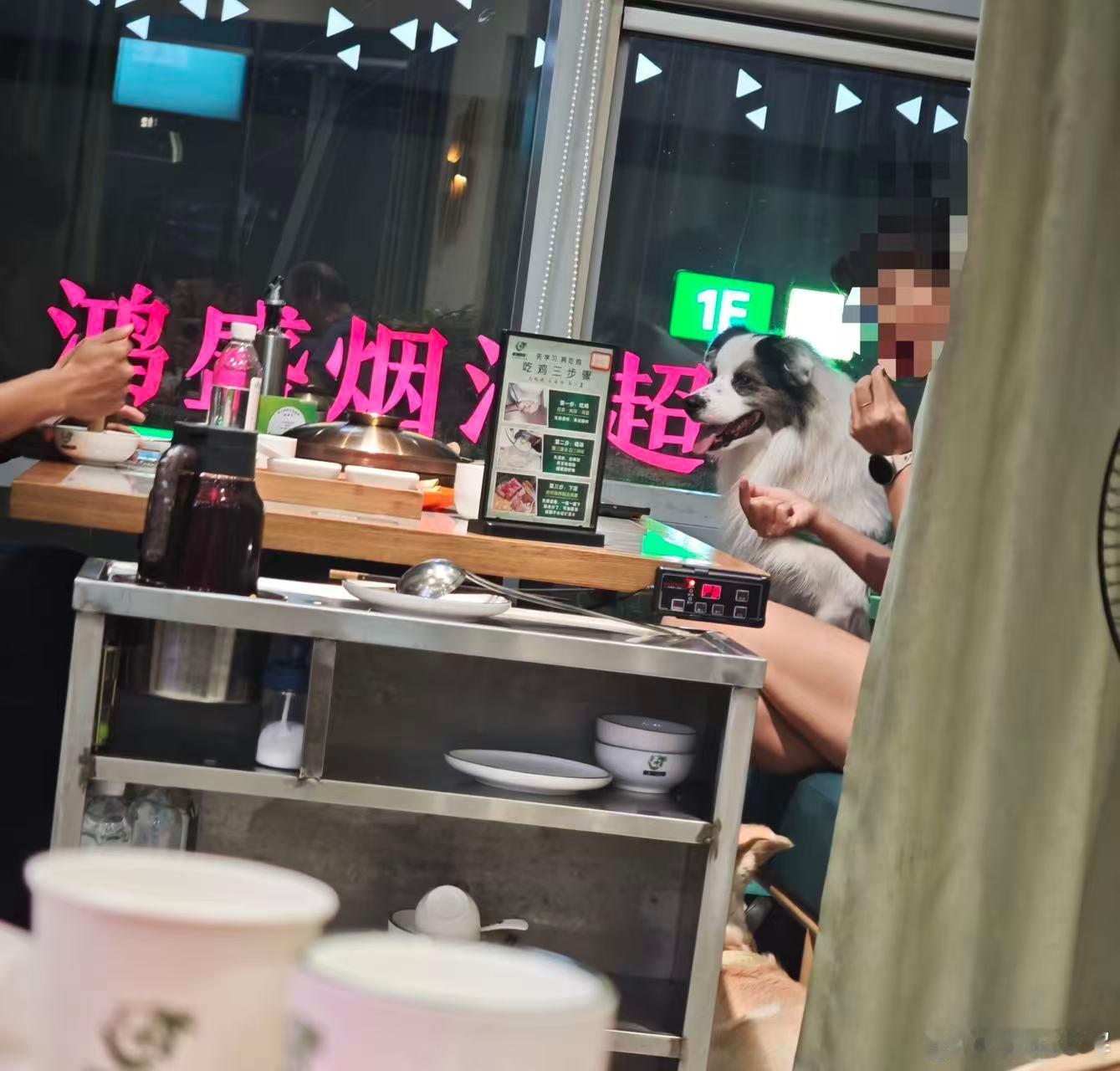 长沙某店又发生带狗坐沙发就餐长沙岳麓这家椰子鸡店又出现带狗就餐事件。8月13日晚