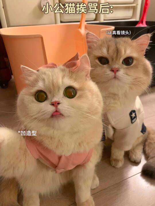 🐱:好烦！每次拍照男朋友就各种搞怪！