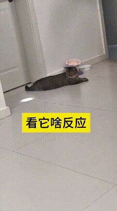 这个视频我看了好几遍，真是把我给逗乐了。主人拿手电筒在地上照出白光，影子从猫咪跟