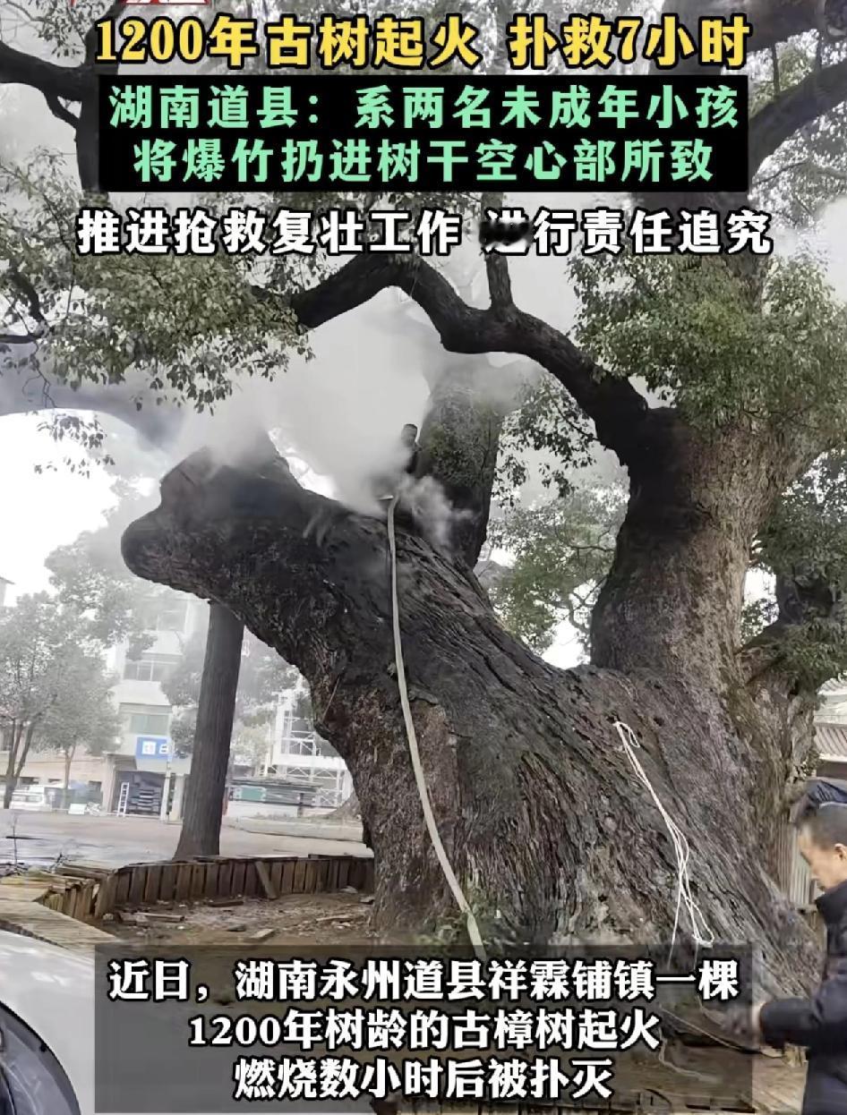 湖南永州道县一棵有着1200年历史的古树着火，多个部门迅速抵达现场进行灭火，由于