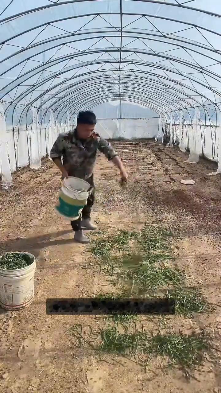 大棚养殖蚂蚱。很多人不理解，这位大哥放着牛羊不养，为什么偏偏要在大棚里养一群蚂