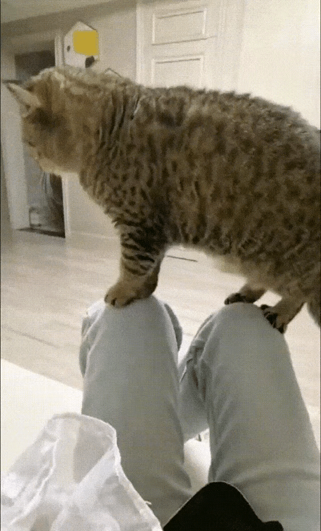 猫咪趴在我腿上赶都赶不走，我叉开腿想把它闪下去，没想到这家伙身体柔的像面条，收放